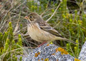 Emberiza hortulana
