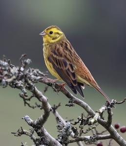 Emberiza citrinella