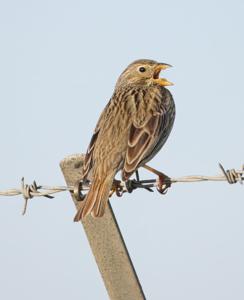 Emberiza calandra