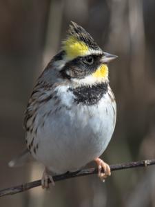 Emberiza elegans
