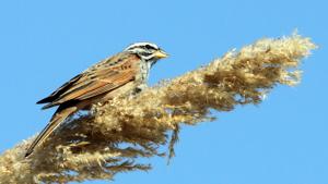 Emberiza striolata