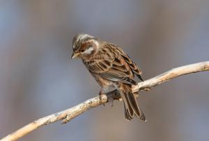 Emberiza leucocephalos