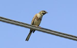 Emberiza stewarti