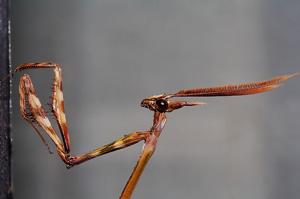 Empusa pennata