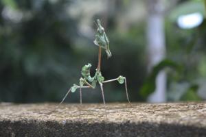 Gongylus gongylodes