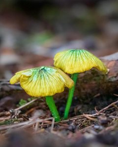 Entoloma incanum