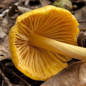 Entoloma murrayi