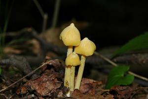 Entoloma murrayi