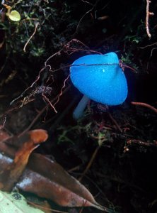 Entoloma hochstetteri