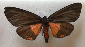 utils/thumbs/Erebidae/Axiopoena_JaAyuJPvDyM5RuYo7FZXFu.jpg