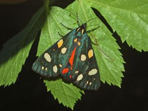 Callimorpha dominula