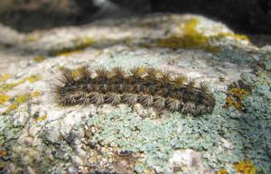 Chelis glaphyra dublitzkyi