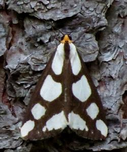 Haploa lecontei