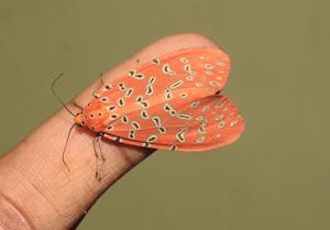 Mangina argus