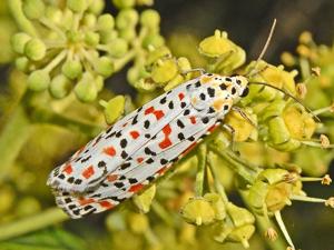 Utetheisa pulchella