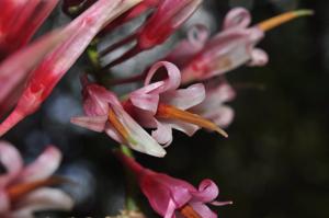 Agapetes lobbii