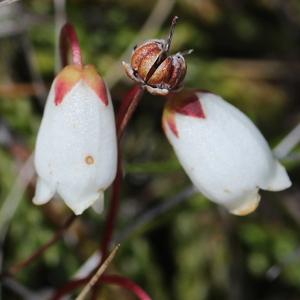 Cassiope lycopodioides