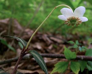 Chimaphila maculata