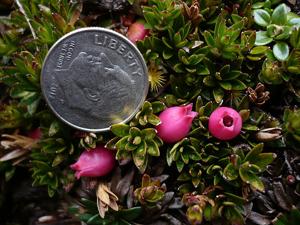 utils/thumbs/Ericaceae/Disterigma_TiNfaDAZVfSdyMX2ghsoMR.jpg