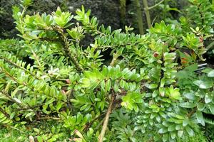 Disterigma rimbachii