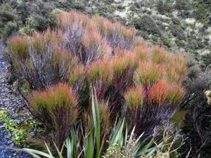 Dracophyllum longifolium