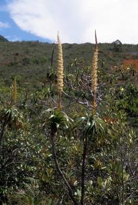 Dracophyllum verticillatum