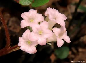 Epigaea repens