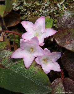 Epigaea repens