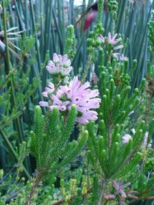 Erica verticillata