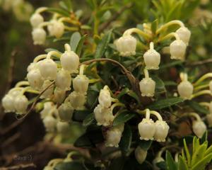 Gaultheria mucronata