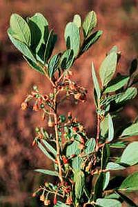 Gaylussacia frondosa