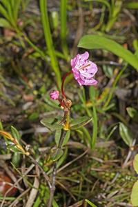 Kalmia microphylla