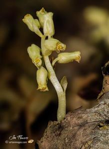 Monotropa hypopitys