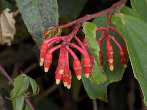 Psammisia columbiensis