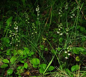 Pyrola rotundifolia