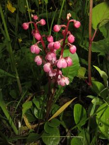 Pyrola asarifolia subsp. incarnata