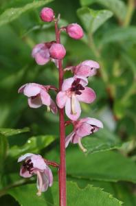 Pyrola asarifolia subsp. incarnata