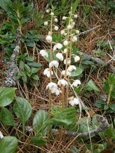 Pyrola media
