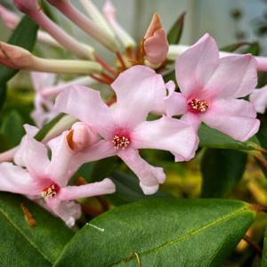Rhododendron jasminiflorum