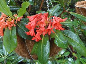 Rhododendron crassifolium