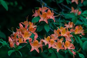Rhododendron calendulaceum