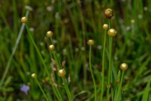 Eriocaulon zollingerianum