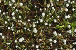Eriocaulon smitinandii
