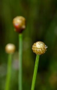 utils/thumbs/Eriocaulaceae/Eriocaulon_mgqoCLUQPXS93shBBCdGUL.jpg