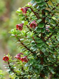 Escallonia myrtilloides