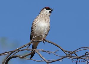 utils/thumbs/Estrildidae/Aidemosyne_7N44Zz9oR4o8sSL595XL6a.jpg