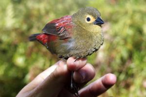 utils/thumbs/Estrildidae/Cryptospiza_LauAL3VeyeGqko2jBwRRfz.jpg