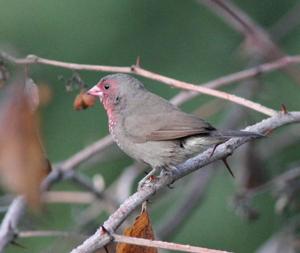 Lagonosticta nitidula