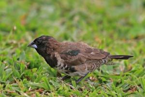 Spermestes cucullata