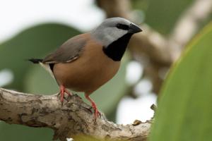 utils/thumbs/Estrildidae/Poephila_i9fgmyh9n6VfLXBzwd59ea.jpg